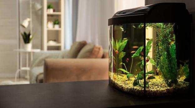 Welke verlichting kies ik voor mijn aquarium?